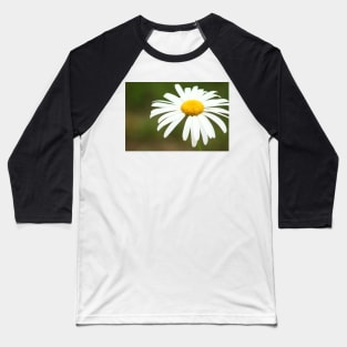 Delicate blossoming garden daisy, flower photography Baseball T-Shirt